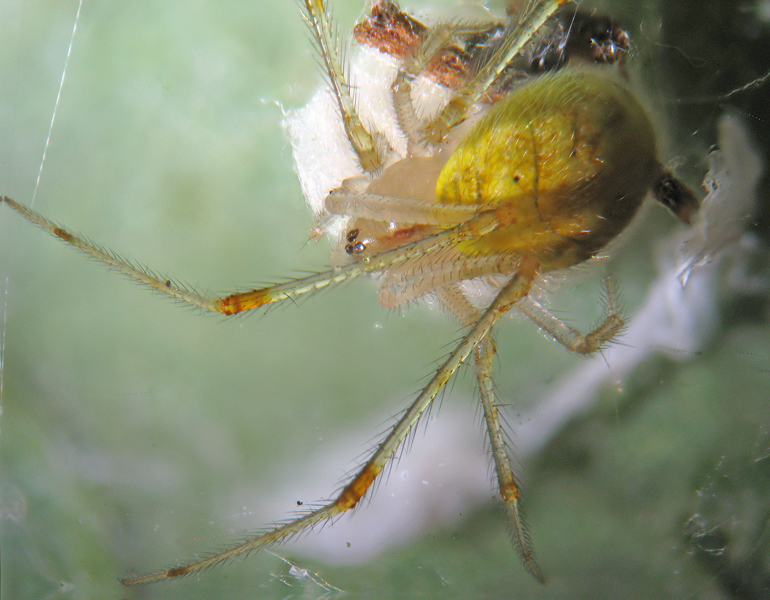 Theridion sp.